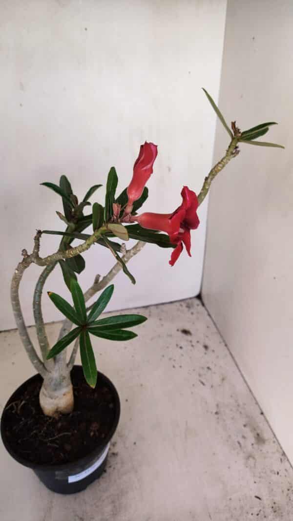 Planta Simples 3176 – 35cm – 03 anos - Imagem 7