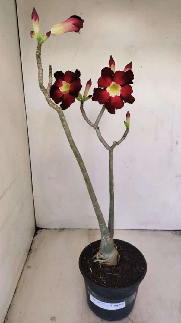 Planta Simples 3177 – 35cm – 03 anos - Imagem 2