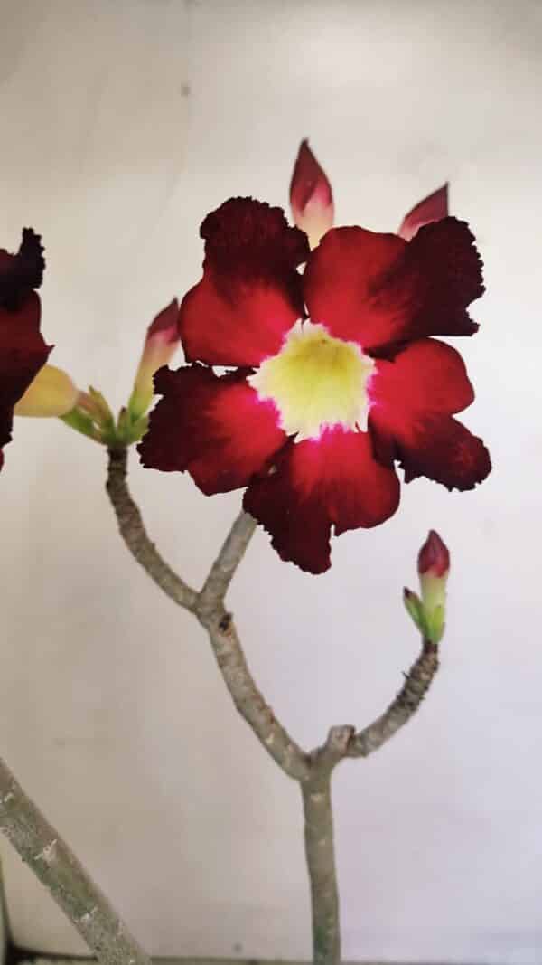 Planta Simples 3177 – 35cm – 03 anos - Imagem 1