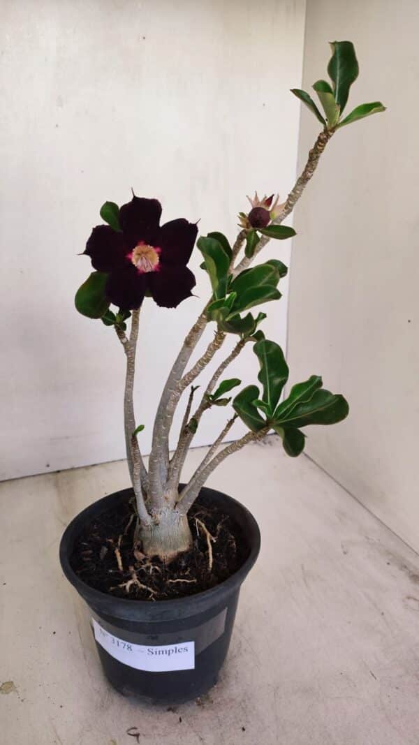 Planta Simples 3178 – 30cm – 03 anos - Imagem 2