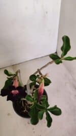Planta Simples 3178 – 30cm – 03 anos - Imagem 6