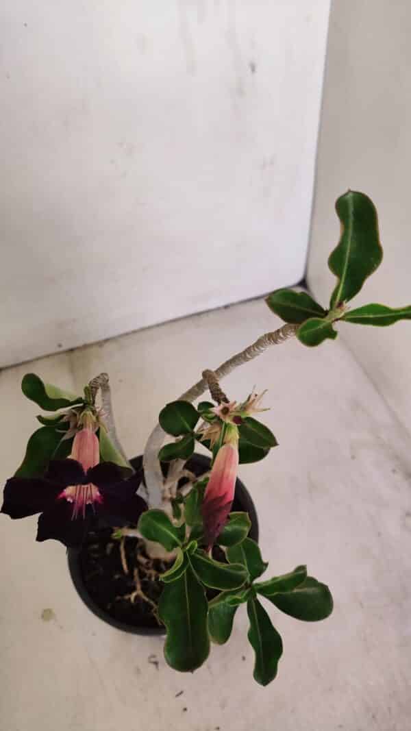 Planta Simples 3178 – 30cm – 03 anos - Imagem 6