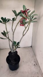 Planta Simples 3176 – 35cm – 03 anos - Imagem 5