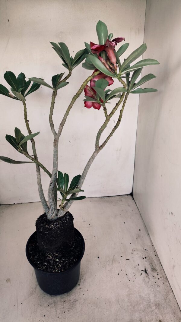 Planta Simples 3176 – 35cm – 03 anos - Imagem 5