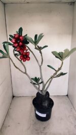 Planta Simples 3179 – 35cm – 03 anos - Imagem 2