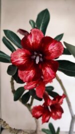 Planta Simples 3179 – 35cm – 03 anos