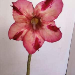 Planta Simples 3180 – 40cm – 04 anos