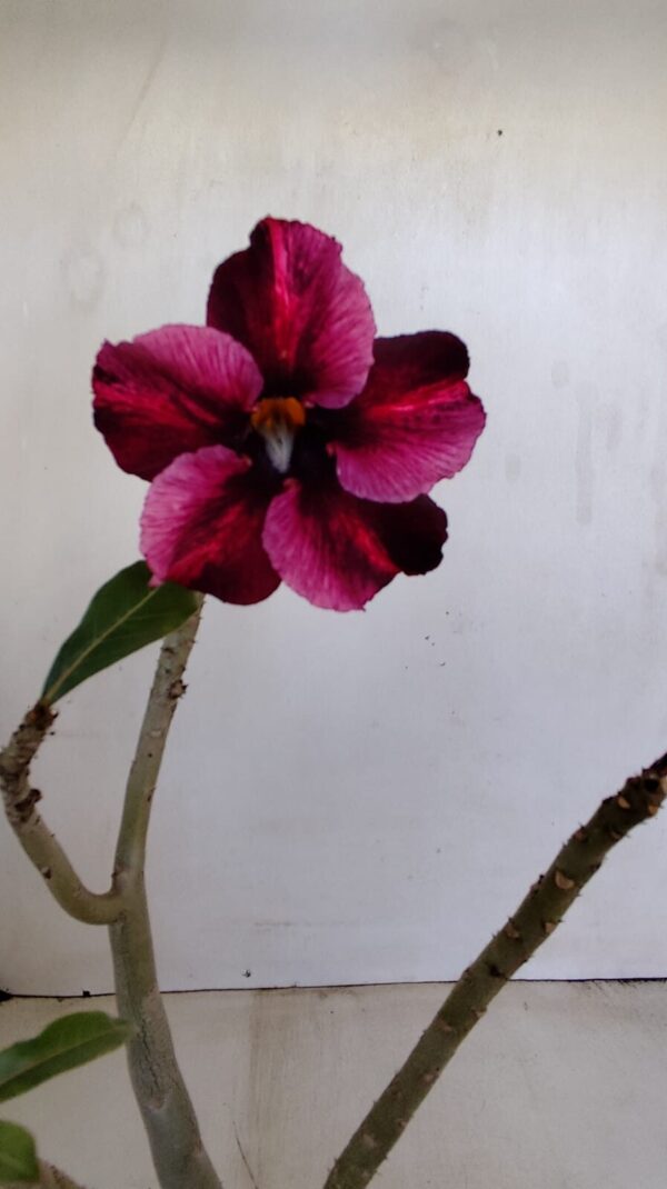 Planta Simples 3181 – 30cm – 03 anos - Imagem 1