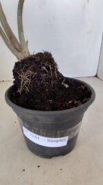 Planta Simples 3181 – 30cm – 03 anos - Imagem 4