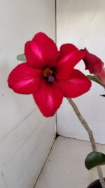 Planta Simples 3182 – 35cm – 03 anos