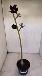 Planta Simples 3183 – 35cm – 03 anos - Imagem 2