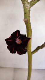Planta Simples 3183 – 35cm – 03 anos - Imagem 4