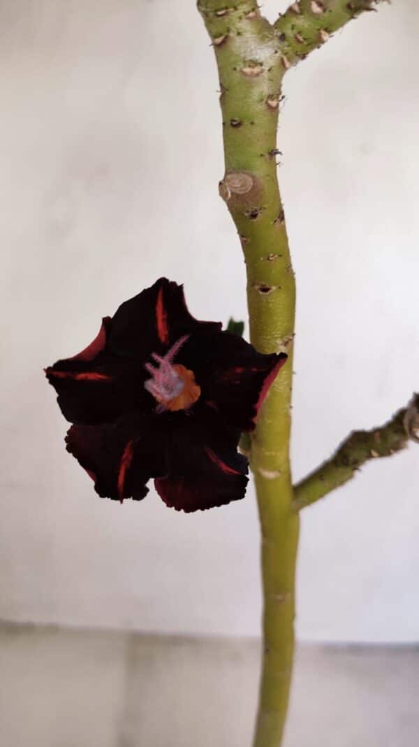 Planta Simples 3183 – 35cm – 03 anos - Imagem 4