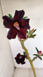 Planta Simples 3183 – 35cm – 03 anos