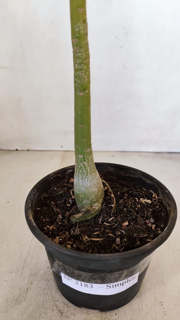 Planta Simples 3183 – 35cm – 03 anos - Imagem 6