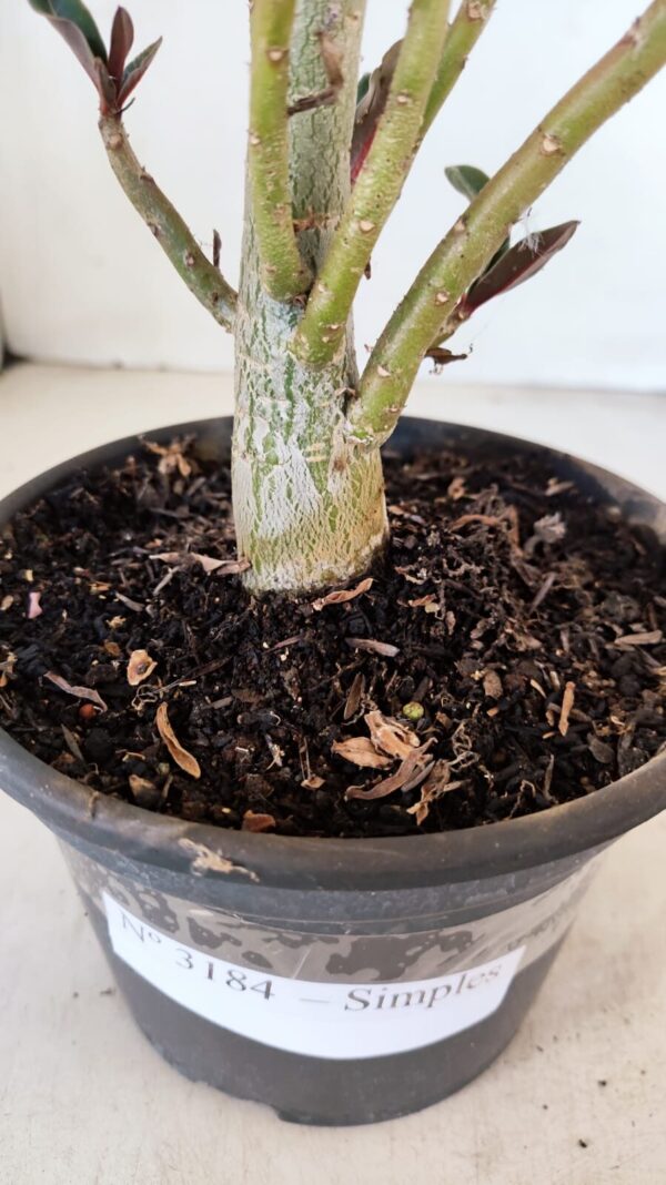 Planta Simples 3184 – 35cm – 03 anos - Imagem 5
