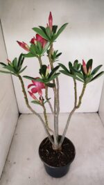 Planta Simples 3185 – 35cm – 03 anos - Imagem 7