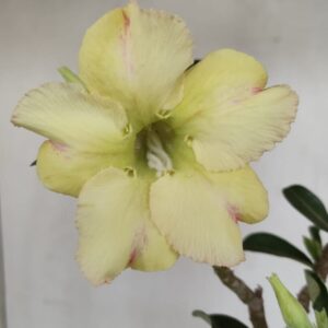 Planta Simples 3186 – 35cm – 03 anos