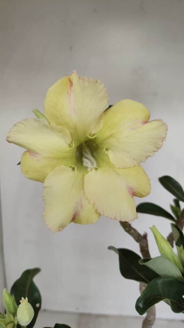 Planta Simples 3186 – 35cm – 03 anos - Imagem 1