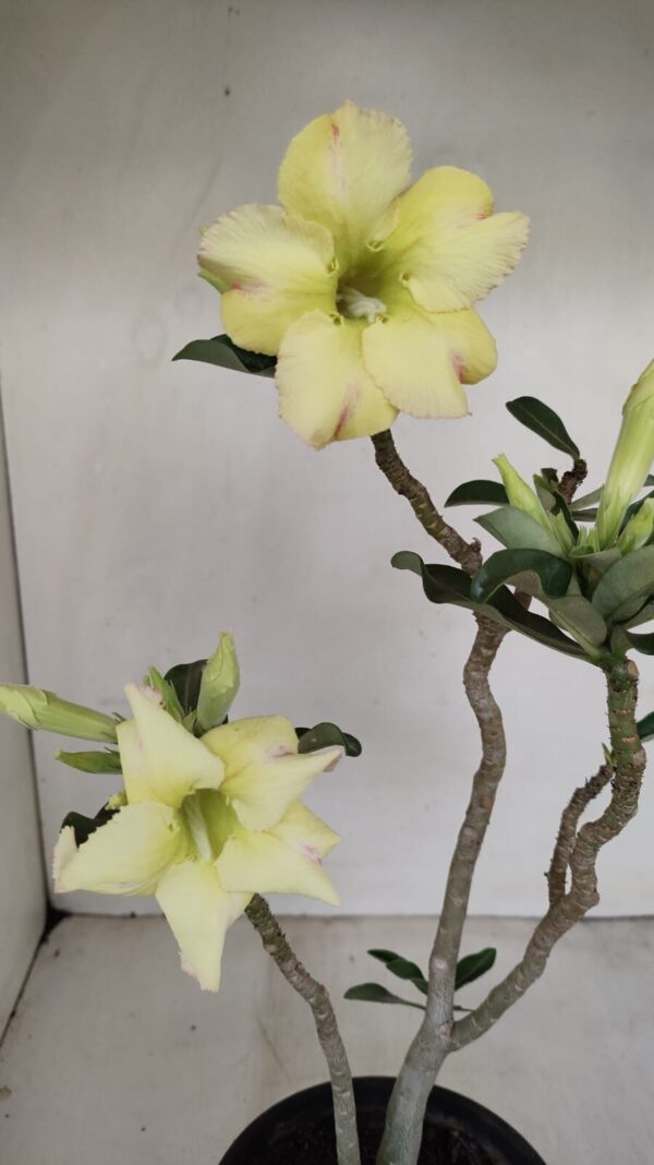 Planta Simples 3186 – 35cm – 03 anos - Imagem 4