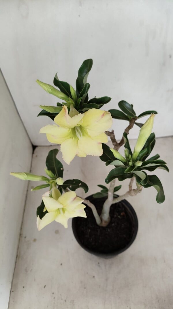 Planta Simples 3186 – 35cm – 03 anos - Imagem 5