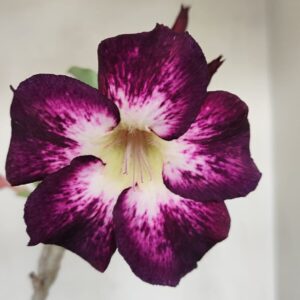 Planta Simples 3187 – 35cm – 03 anos