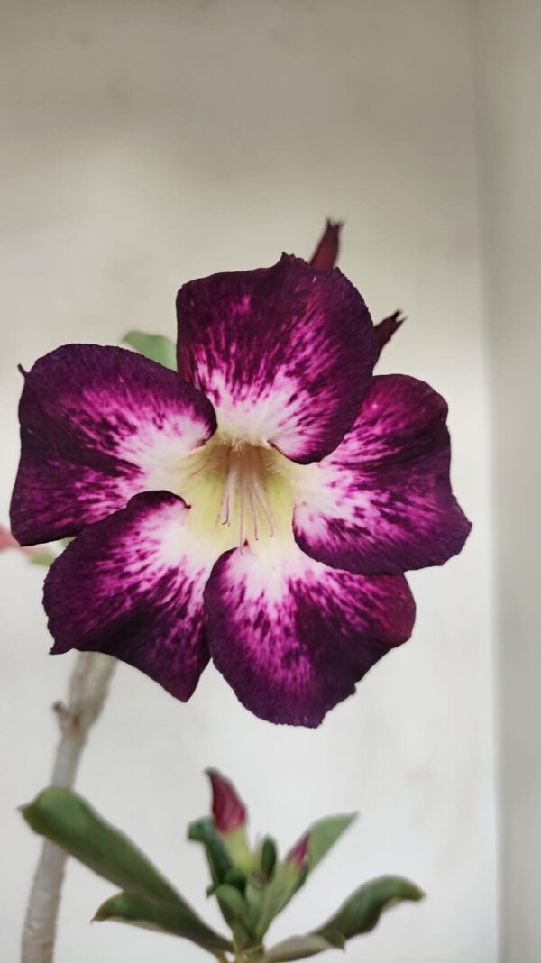 Planta Simples 3187 – 35cm – 03 anos - Imagem 1