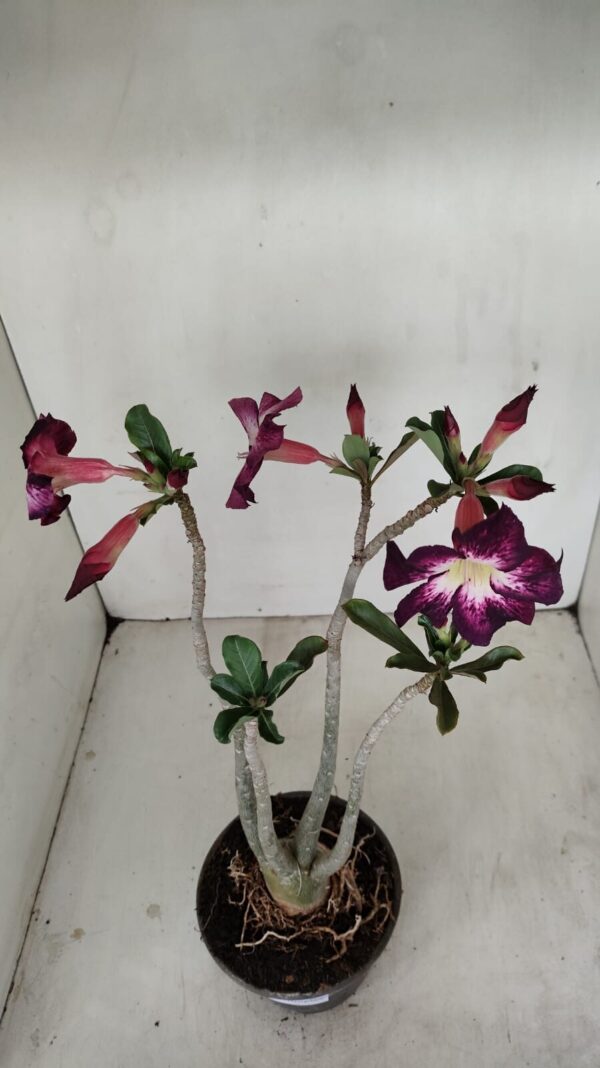 Planta Simples 3187 – 35cm – 03 anos - Imagem 5