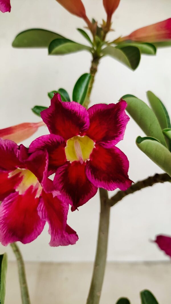 Planta Simples 3188 – 35cm – 03 anos - Imagem 1