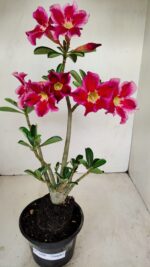 Planta Simples 3188 – 35cm – 03 anos - Imagem 9