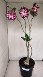 Planta Simples 3189 – 45cm – 03 anos - Imagem 2