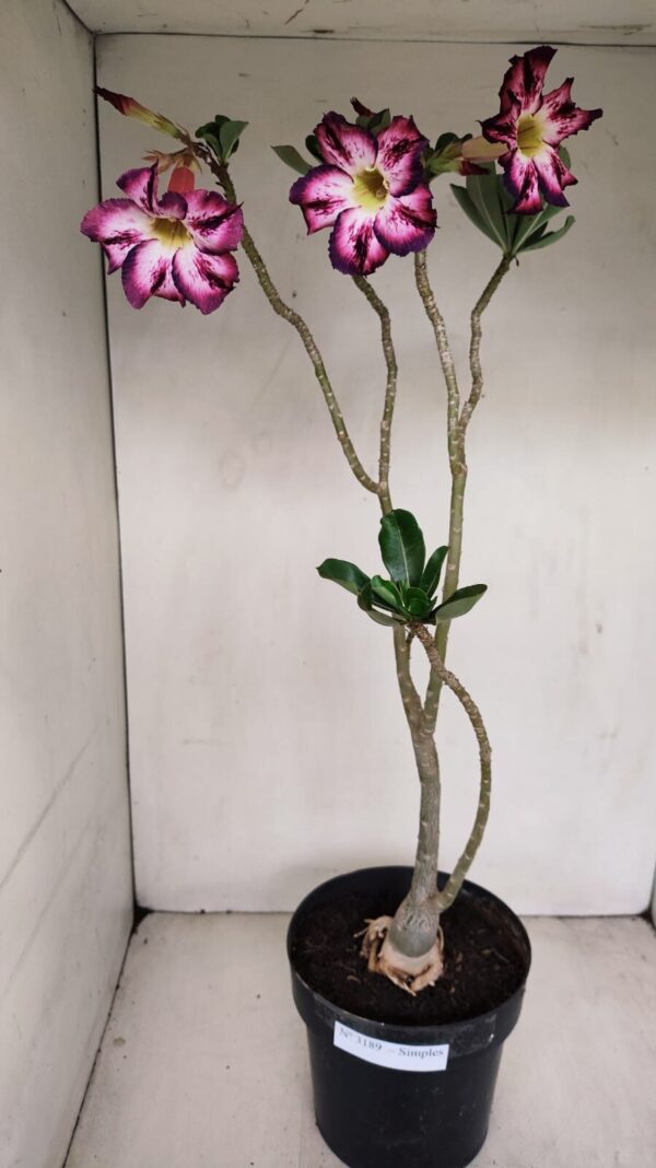 Planta Simples 3189 – 45cm – 03 anos - Imagem 2