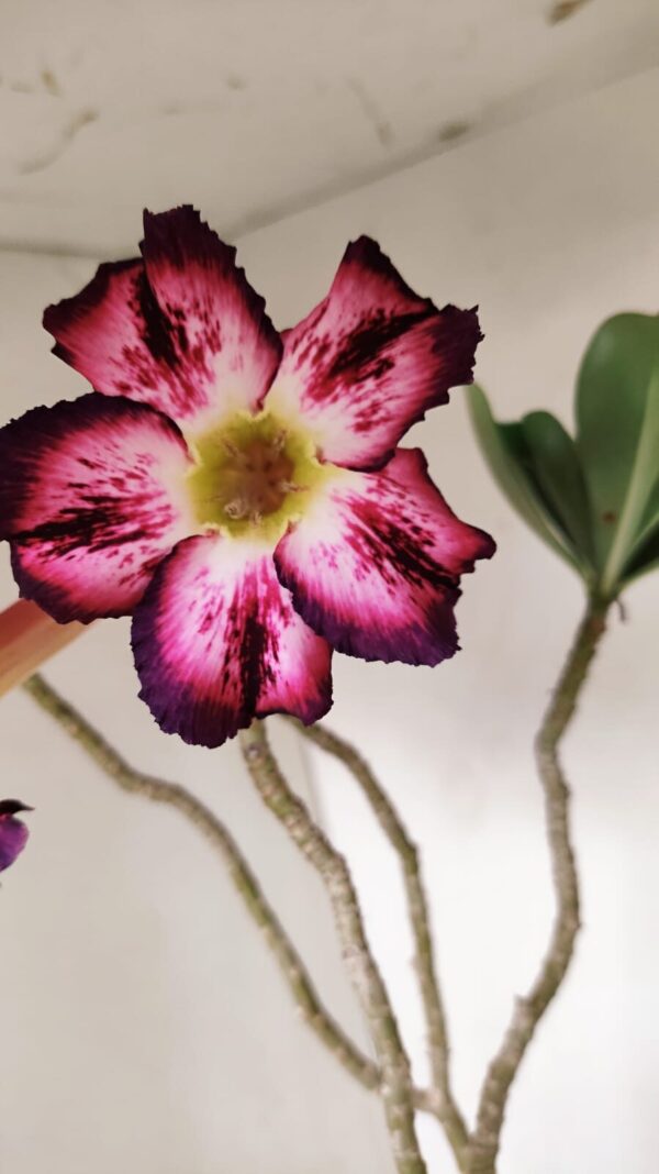 Planta Simples 3189 – 45cm – 03 anos - Imagem 1