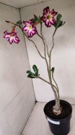 Planta Simples 3189 – 45cm – 03 anos - Imagem 10
