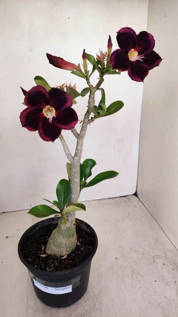 Planta Simples 3190 – 35cm – 03 anos - Imagem 1