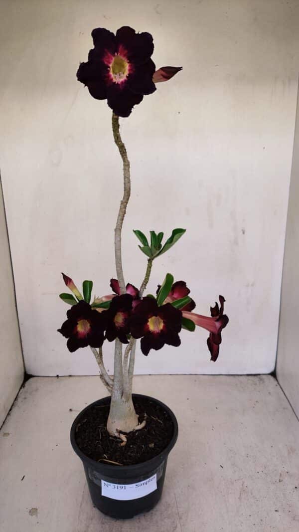 Planta Simples 3191 – 35cm – 03 anos - Imagem 2