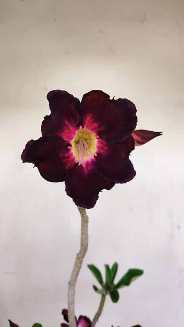 Planta Simples 3191 – 35cm – 03 anos - Imagem 3