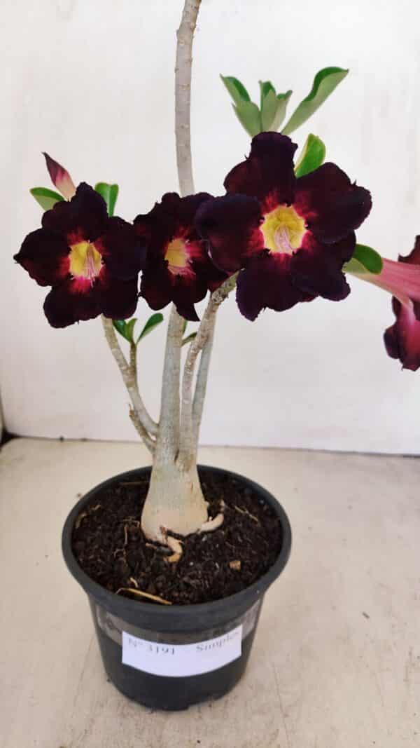 Planta Simples 3191 – 35cm – 03 anos - Imagem 1