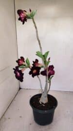 Planta Simples 3191 – 35cm – 03 anos - Imagem 6