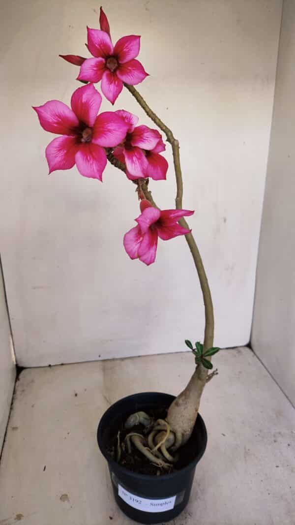 Planta Simples 3192 – 35cm – 03 anos - Imagem 1