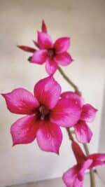 Planta Simples 3192 – 35cm – 03 anos - Imagem 3