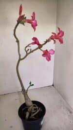 Planta Simples 3192 – 35cm – 03 anos - Imagem 5