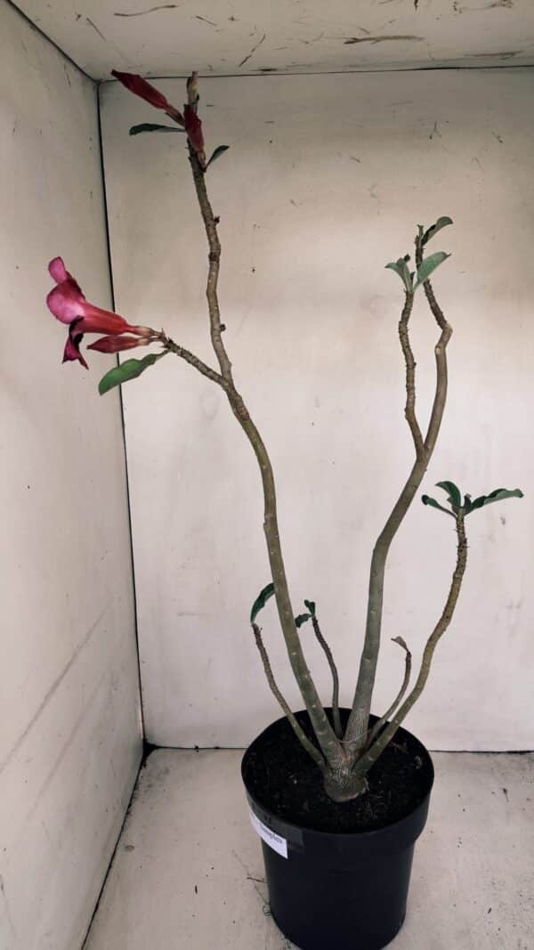 Planta Simples 3193 – 40cm – 03 anos - Imagem 5