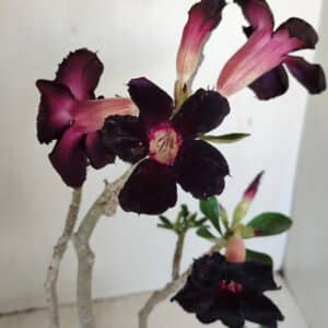 Planta Simples 3194 – 35cm – 03 anos