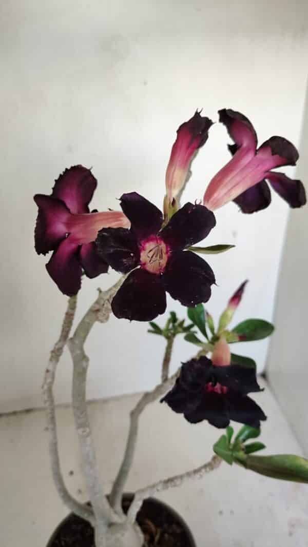 Planta Simples 3194 – 35cm – 03 anos - Imagem 1
