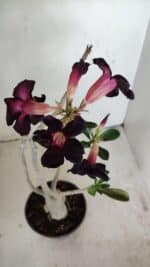 Planta Simples 3194 – 35cm – 03 anos - Imagem 4