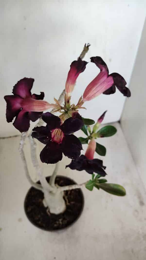 Planta Simples 3194 – 35cm – 03 anos - Imagem 4