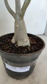 Planta Simples 3194 – 35cm – 03 anos - Imagem 5