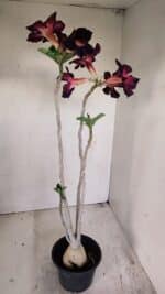 Planta Simples 3195 – 35cm – 03 anos - Imagem 5