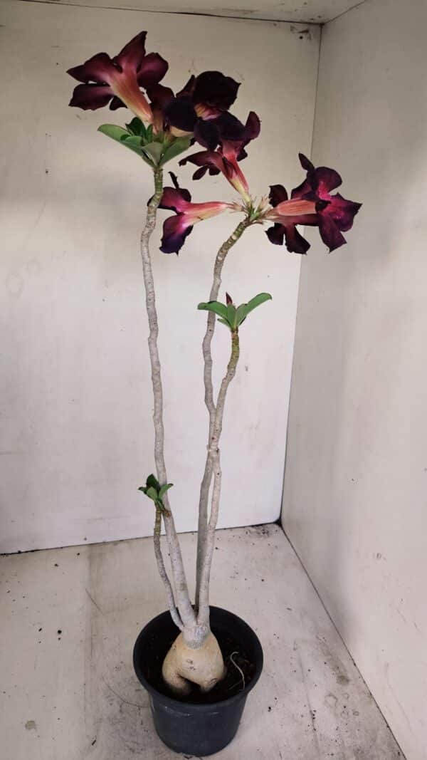 Planta Simples 3195 – 35cm – 03 anos - Imagem 5